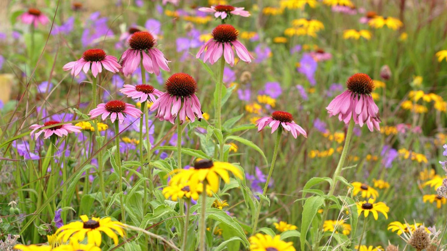 La plantation Keystone change la façon dont nous jardinons en 2026 – et c’est beaucoup plus simple que vous ne le pensez flowering plants – echinacea and rudbeckia