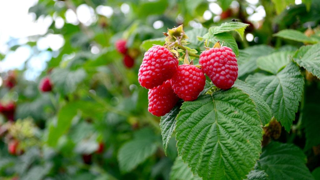 Red raspberries ripening on a plant