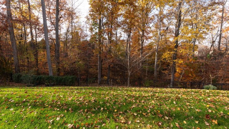 Octobre est un mois crucial pour l’entretien de la pelouse, mais il n’existe pas de solution universelle : les choses à faire et à ne pas faire en fonction de votre zone de rusticité. A lawn covered in fall leaves in autumn, with trees covered in bronze foliage
