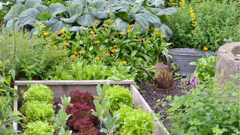 7 cultures à récolter en octobre – pour de délicieux ajouts locaux aux repas copieux d’automne Vegetable garden full of leafy greens