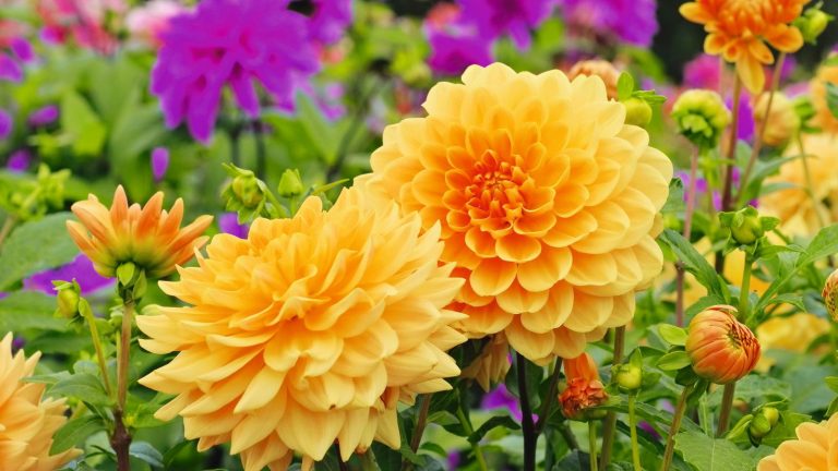 7 plantes tendres qui hiverneront en octobre – Soulevez ces plantes avant un gel sévère pour garantir des fleurs l’année prochaine Orange and purple flowering dahlias