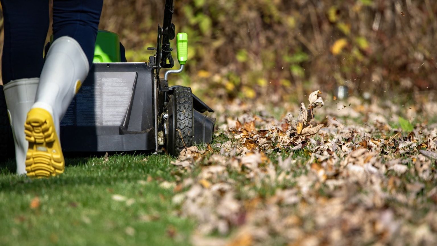 Quand est-il trop tard pour déchaumer votre pelouse ? Les experts en gazon révèlent les signes révélateurs que vous avez raté la fenêtre Mowing a lawn in fall with fallen leaves on the grass