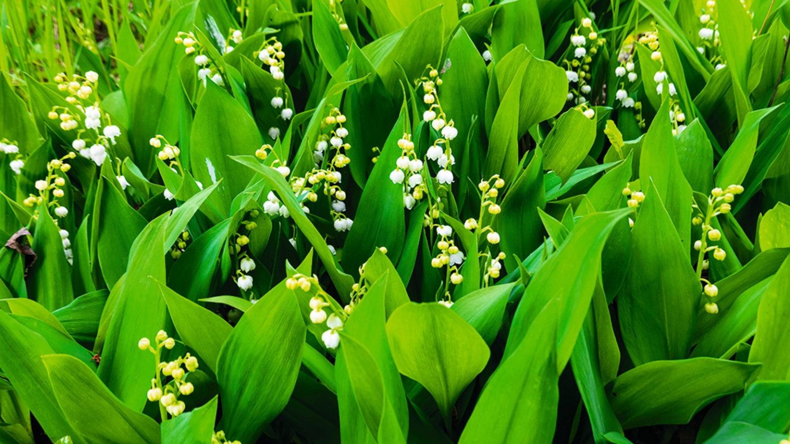 Quand et comment transplanter du muguet pour éviter des touffes surpeuplées et sous-performantes The white flowers and green foliage of the lily of the valley growing as ground cover