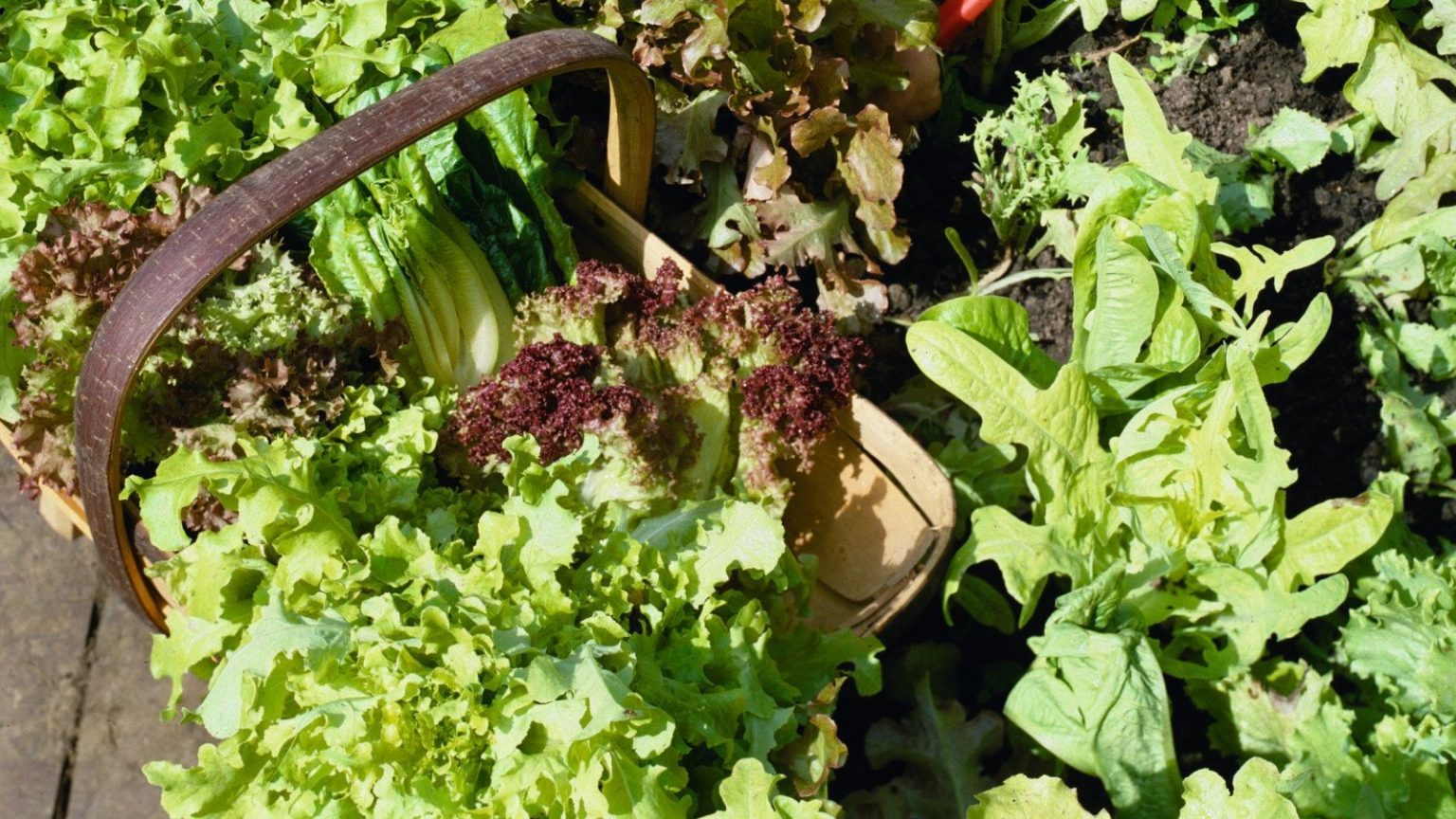 5 des meilleures variétés de laitue coupée et recomposée – toutes recommandées par des producteurs expérimentés A gardener harvesting lettuce into a wooden basket