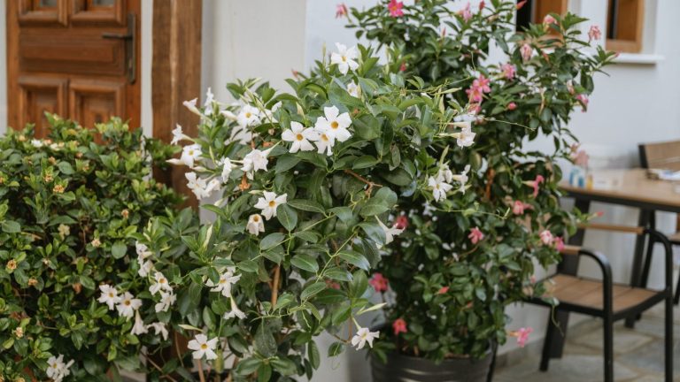 Vous pouvez hiverner Mandevilla de ces 2 façons pour profiter de leurs vives fleurs tropicales année après année White mandevilla flowers on plants growing in containers