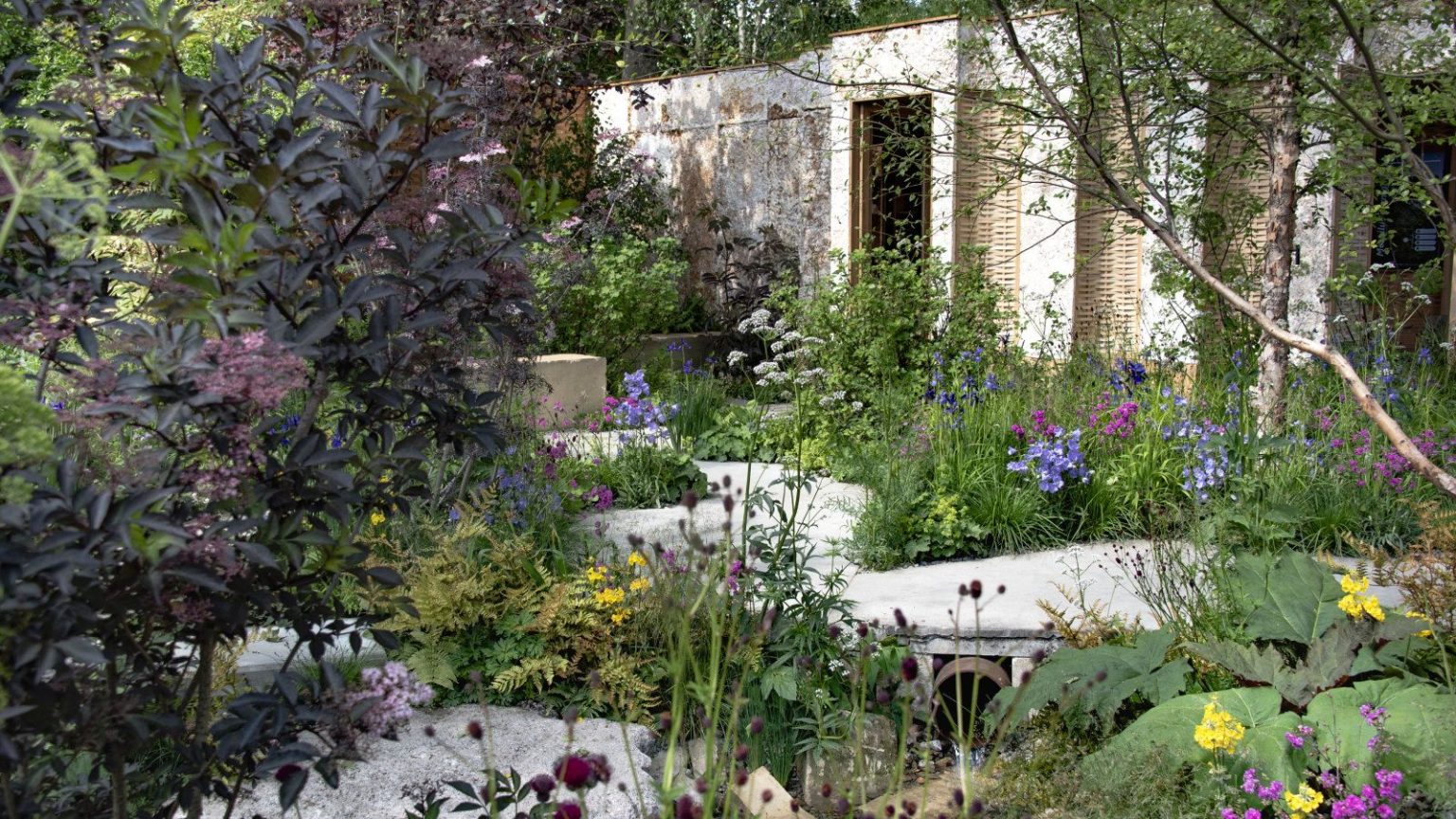 Un premier aperçu du RHS Chelsea Flower Show 2026 – 13 jardins dévoilés, promettant d’éblouir pour une autre célébration de l’excellence horticole A show garden with packed borders and a white building at the Chelsea Flower Show 2025