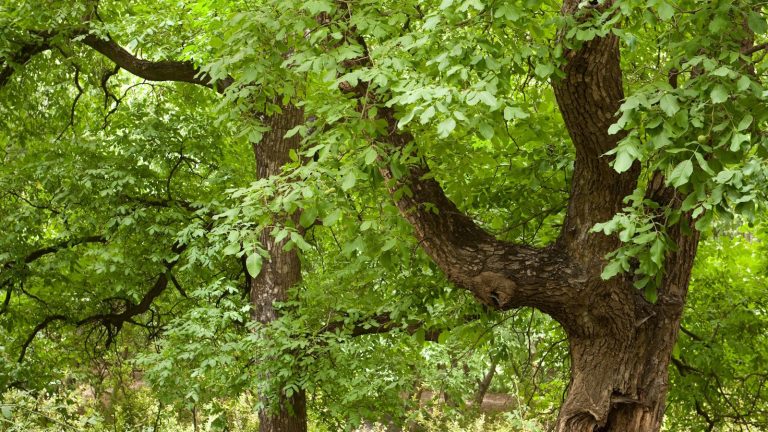 Comment faire pousser un noyer à partir de graines – 5 étapes pour cultiver votre propre récolte de noix Walnut tree