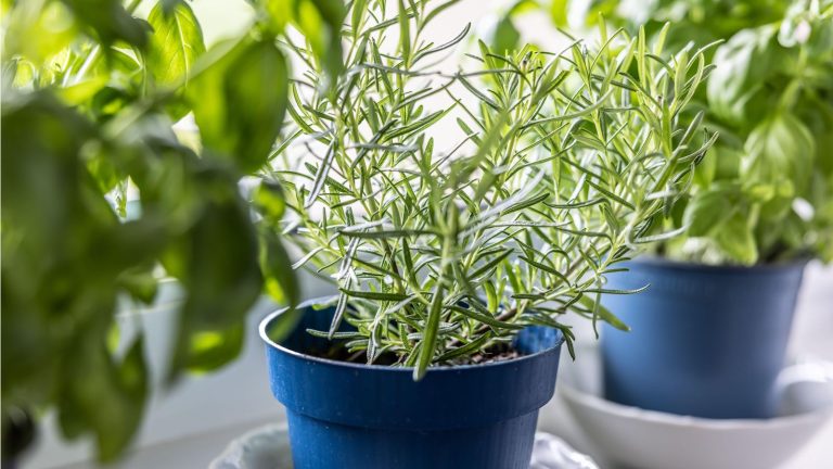 Je suis toujours ces 3 étapes pour hiverner mon romarin – C’est le moyen le plus simple de le garder productif en hiver Rosemary plant on windowsill