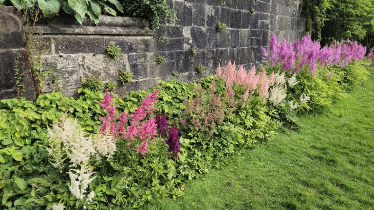 Comment prendre soin d’Astilbe à l’automne pour garder les plantes en bonne santé et avoir de superbes expositions année après année Pink, white, and orange astilbe growing in front of a sandstone wall