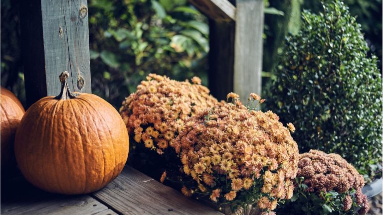 5 idées élégantes de plantation de porche pour Halloween – Les concepteurs de jardins révèlent comment habiller votre cour avant pour une saison effrayante Fall porch with chrysanthemums and pumpkins