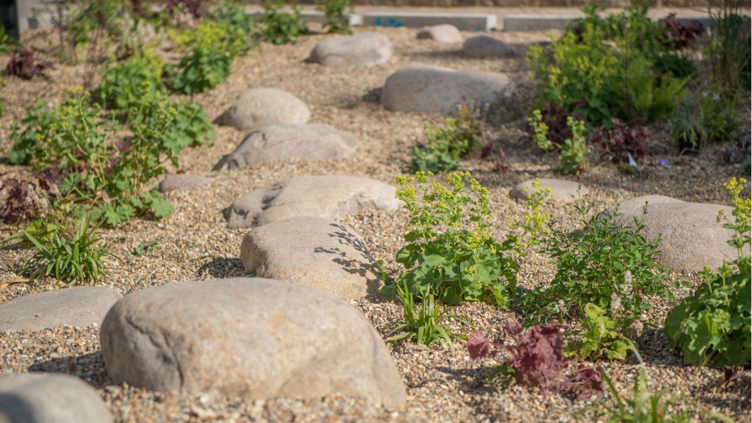 Jardinage respectueux de l’eau en 2026 – Ces 3 tendances durables aideront les jardiniers à conserver de précieuses ressources naturelles et à maintenir les plantes en plein essor rain garden design with boulders, gravel and plants