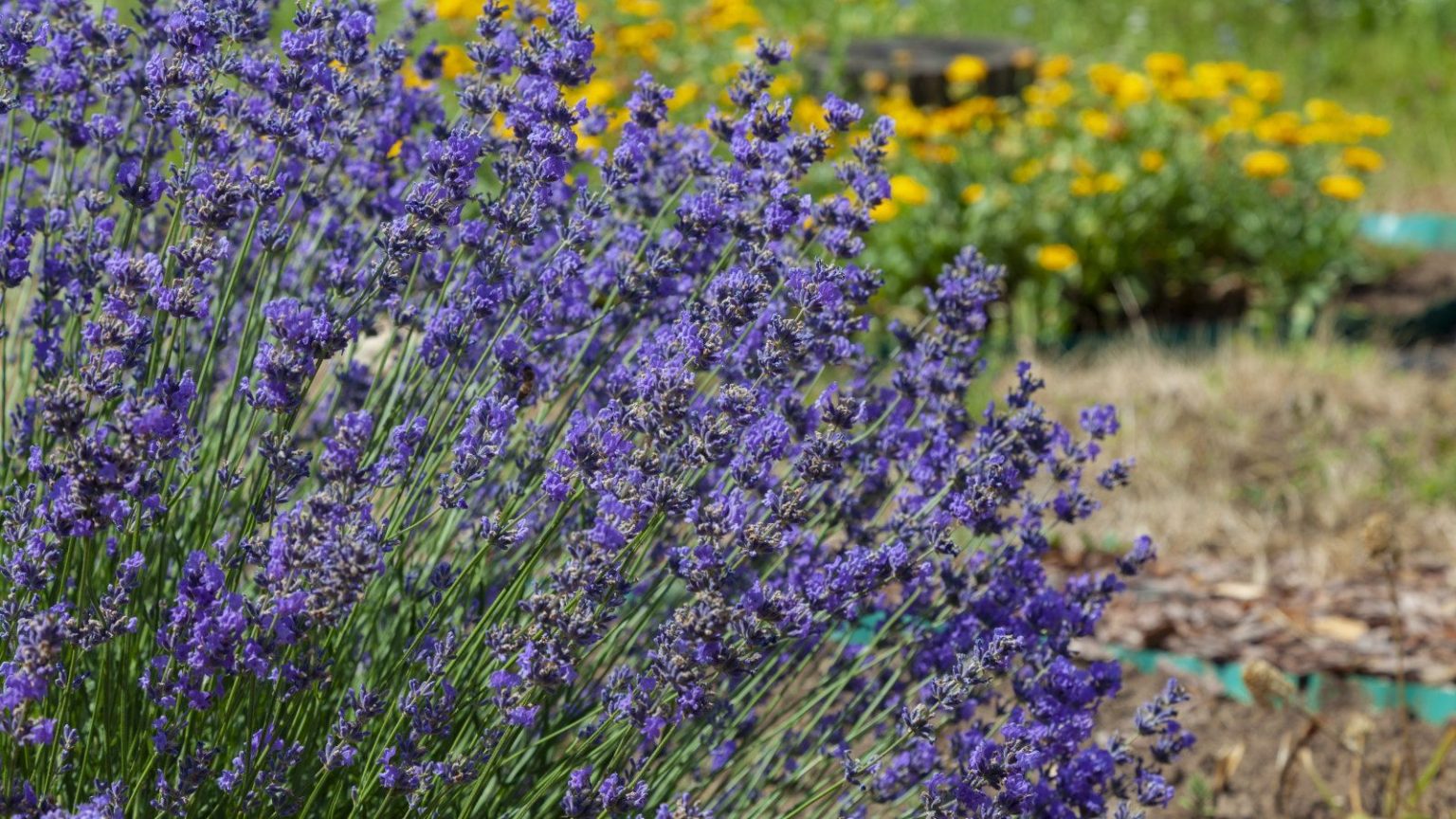 Peut-on planter de la lavande à l’automne ? Ces choses à faire et à ne pas faire vous éviteront de perdre des plantes inutilement A large lavender bush up close with purple flowers against a background of orange blooms