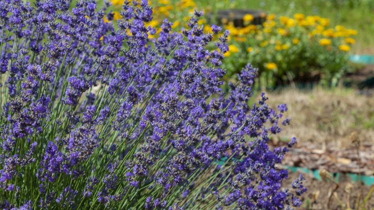 Peut-on planter de la lavande à l’automne ? Ces choses à faire et à ne pas faire vous éviteront de perdre des plantes inutilement A large lavender bush up close with purple flowers against a background of orange blooms