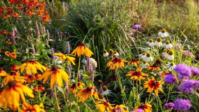 Les paysagistes révèlent 4 façons clés de préparer leurs jardins en octobre – vous ne voudrez pas sauter ces tâches colorful autumn flowers