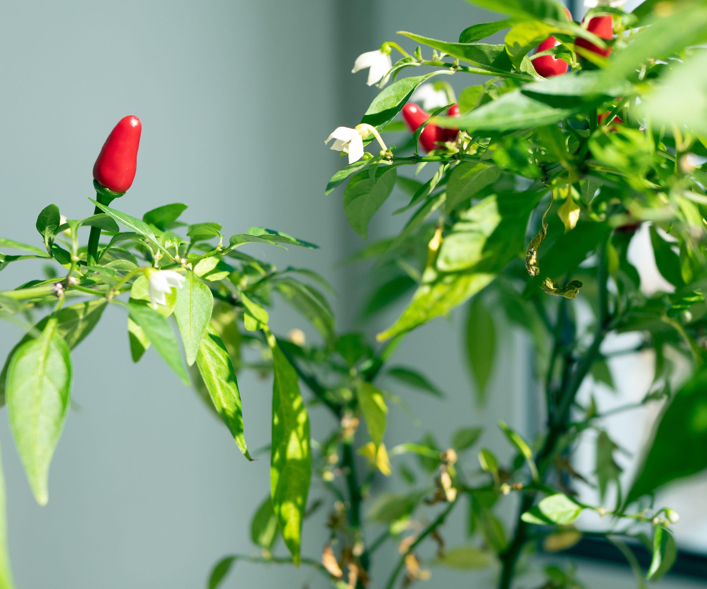 Plante de piment d'intérieur