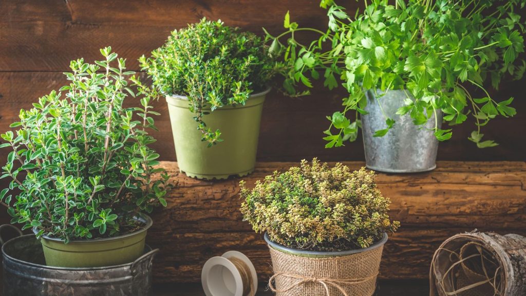 Herb garden