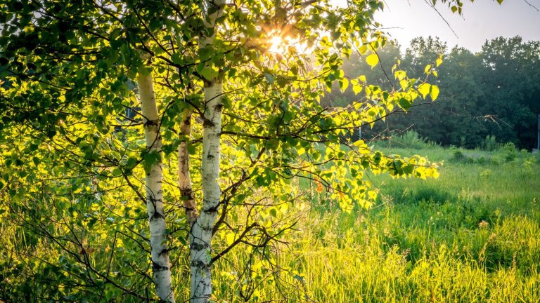 Chaque propriétaire de bouleau devrait connaître cette menace – Les experts en lutte antiparasitaire révèlent les signes de l’agrile du bouleau et leurs méthodes de contrôle recommandées Birch trees in the sunshine