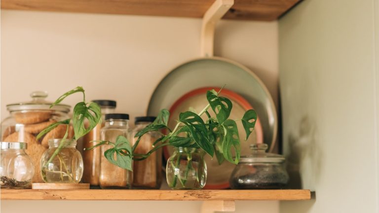 J’écris sur les plantes d’intérieur pour gagner ma vie et voici les 5 idées de stations de propagation les plus élégantes sur lesquelles je suis jamais tombée Houseplant cuttings on kitchen shelf