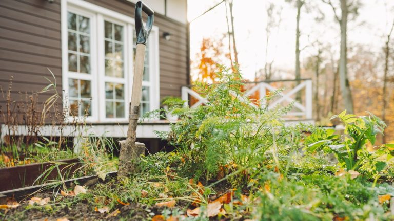 5 solutions saisonnières au sol pour éloigner les parasites hivernaux et préparer le sol pour le printemps A garden fork in the soil next to carrots in a fall vegetable garden
