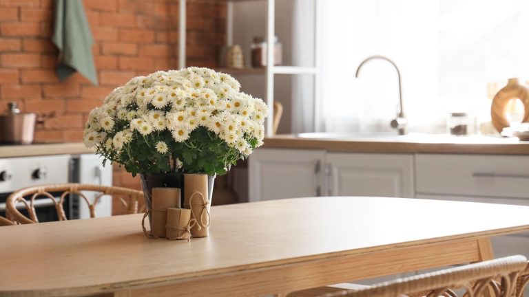 Vous pouvez faire pousser ces 3 fleurs d’automne à l’intérieur pour apporter une couleur saisonnière à votre intérieur – Voici comment les faire fleurir plus longtemps Chrysanthemums grown indoors
