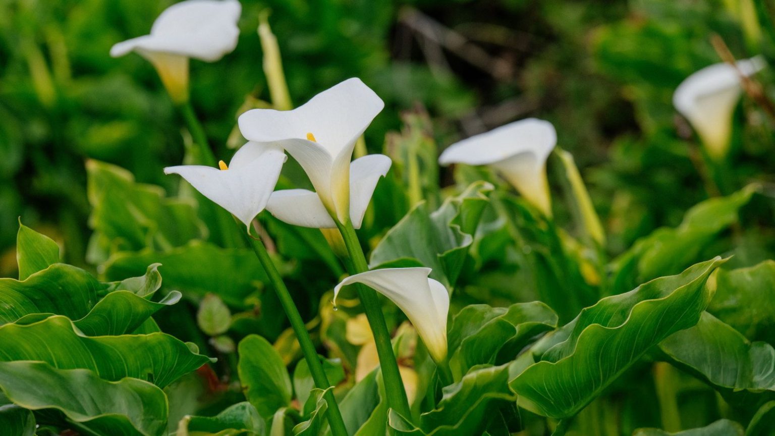 Votre climat dicte s’il faut hiverner les lis calla à l’extérieur ou à l’intérieur – Voici comment hiverner les plantes avec succès dans les deux sens White flowers of calla lilies surrounded by green foliage