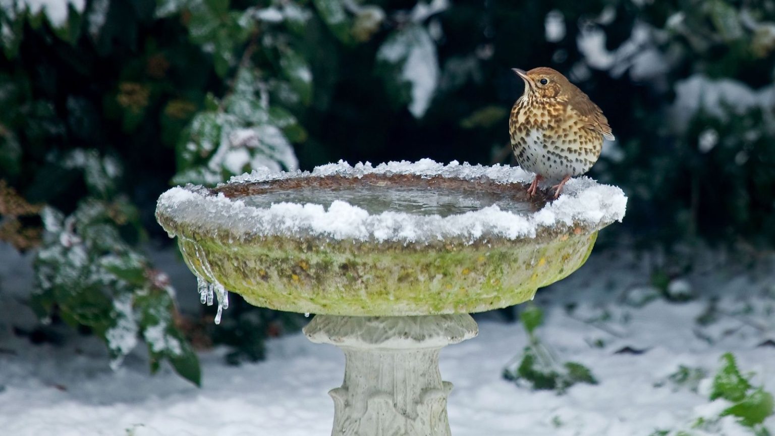 Une pompe de fontaine pour bain d’oiseaux est un élément antigel essentiel et Wayfair en propose une à énergie solaire actuellement en vente pour seulement 30 $ – les acheteurs disent qu’elle fonctionne même par temps nuageux Bird bath in winter with a bird visiting