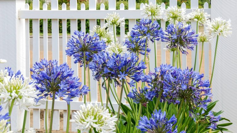 Cette tâche essentielle d’automne augmentera la floraison de vos agapanthes l’année prochaine – Voici comment hiverner les plantes à l’intérieur et à l’extérieur Blue and white agapanthus blooms in front of a white wooden fence