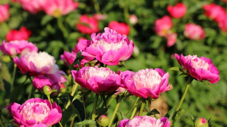 Comment prendre soin des pivoines à l’automne – 4 tâches à faire avant l’arrivée de l’hiver Pink and white peony flowers on tall stems in the sunshine