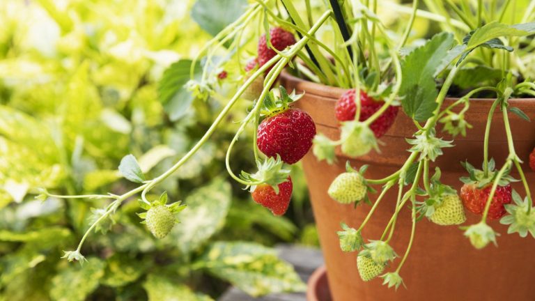 Comment hiverner les fraises dans des pots pour protéger les plantes du gel et assurer la sécurité des récoltes futures A strawberry plant growing in a terracotta pot with ripe and ripening fruits