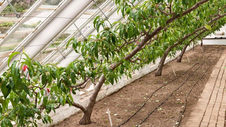 Cet aliment de base du jardin victorien est le secret pour obtenir des récoltes de pêches exceptionnelles dans les climats froids et humides : il prévient l’enroulement des feuilles, les problèmes de parasites et les dommages causés par le gel. Peach trees growing in a glasshouse