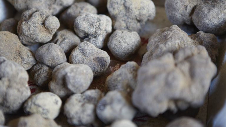 Pouvez-vous cultiver des truffes ? Un expert révèle que vous pouvez cultiver ce produit de luxe – mais c’est loin d’être simple A pile of freshly harvested black truffles