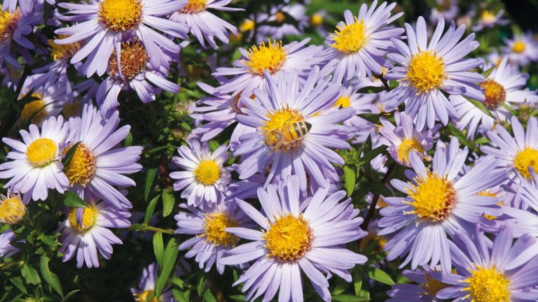 Que faire des asters à l’automne après la floraison pour garantir un autre affichage spectaculaire l’année prochaine Purple asters with yellow centres in full flower, with a bee visiting one of the blooms