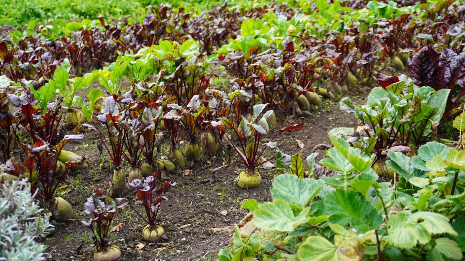 « Cultiver des saveurs que vous ne pouvez tout simplement pas acheter » – Un jardinier en chef révèle sa recette secrète pour la culture patrimoniale dans un potager victorien, ainsi que ses 5 meilleures variétés à cultiver Root vegetables in Gravetye Manor's kitchen garden