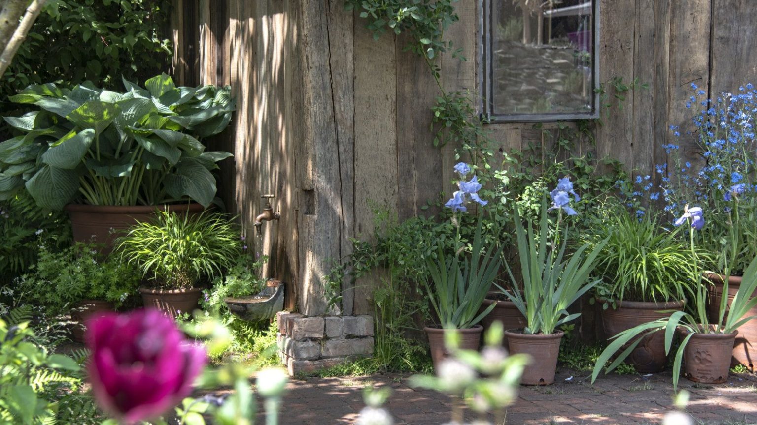 Ces 5 plantes pourraient attirer involontairement les rats cet automne – voici ce que les experts recommandent de planter à la place pour les dissuader Agapanthus, hostas, and other blue flowering plants in containers at the Chelsea Flower Show