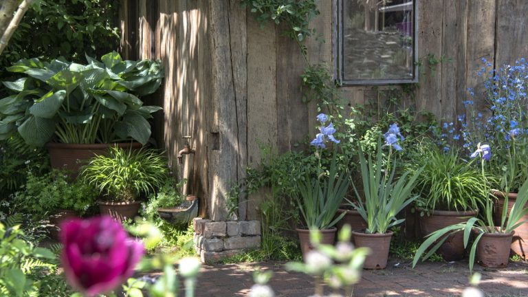 Ces 5 plantes pourraient attirer involontairement les rats cet automne – voici ce que les experts recommandent de planter à la place pour les dissuader Agapanthus, hostas, and other blue flowering plants in containers at the Chelsea Flower Show