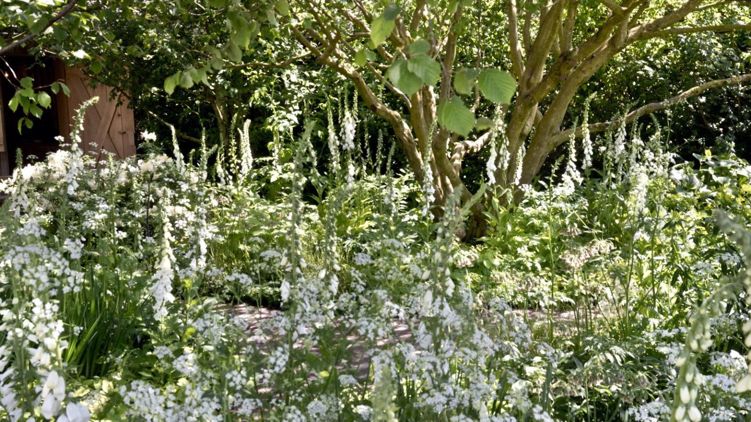 Tapis de paillage biodégradables ou synthétiques – Comment choisir le type le mieux adapté à votre jardin Multi-stemmed trees growing behind bell-shaped white flowers in a garden at the Chelsea Flower Show