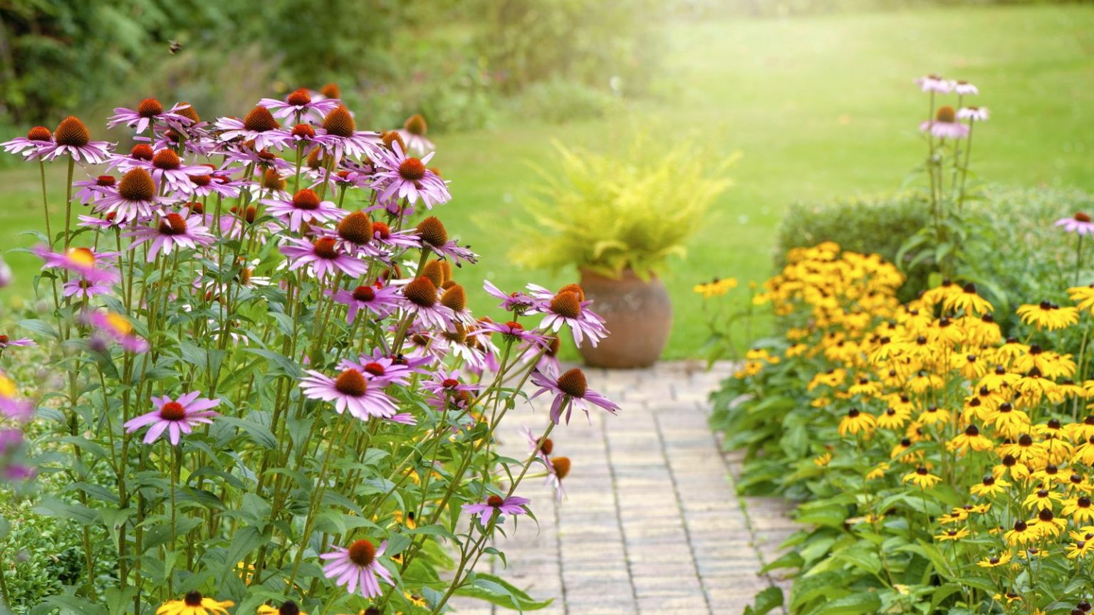Il est encore temps de semer ces 7 fleurs avant novembre pour un printemps et un été pleins de couleurs l’année prochaine Coneflower and rudbekia line a garden path