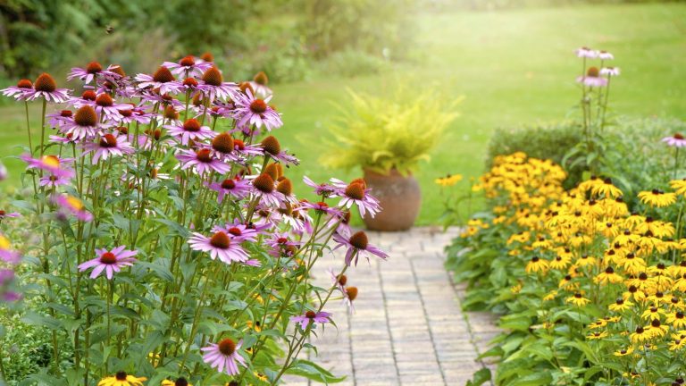 Il est encore temps de semer ces 7 fleurs avant novembre pour un printemps et un été pleins de couleurs l’année prochaine Coneflower and rudbekia line a garden path