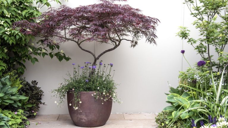 Un panier à plantes offre un moyen pratique et sans douleur de déplacer les plantes en pot – et Wayfair propose une paire en bois élégante pour moins de 34 $, juste à temps pour le gel A red Japanese maple growing in a ceramic container against a white wall