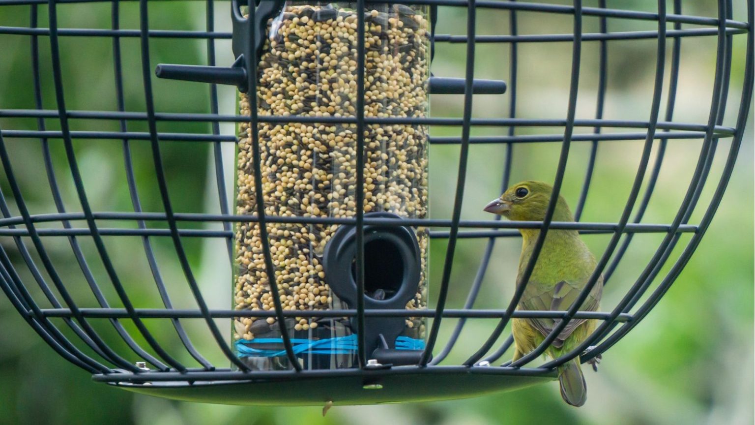 J’ai du mal à empêcher les écureuils de voler de la nourriture pour oiseaux, mais les clients ne jurent que par cette mangeoire à oiseaux en cage Wayfair pour les dissuader et assurer la sécurité des oiseaux toute l’année – et elle est actuellement à 28 % de réduction Caged bird feeder