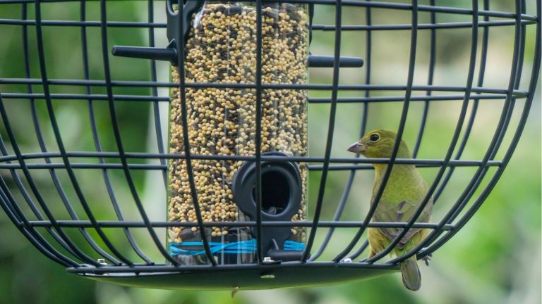J’ai du mal à empêcher les écureuils de voler de la nourriture pour oiseaux, mais les clients ne jurent que par cette mangeoire à oiseaux en cage Wayfair pour les dissuader et assurer la sécurité des oiseaux toute l’année – et elle est actuellement à 28 % de réduction Caged bird feeder