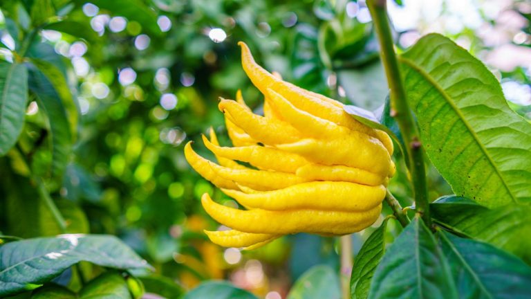 7 fruits inhabituels pour une saveur étonnante – Découvrez des agrumes en forme de doigt, des baies époustouflantes et des citrons verts avec du caviar piquant A unique yellow fruit of the Buddha's hand, looking like fingers