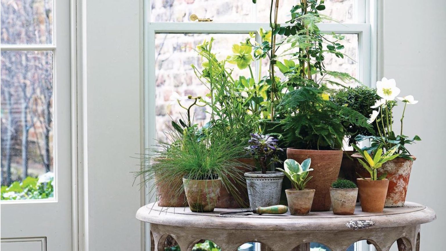 Indoor plants on a table