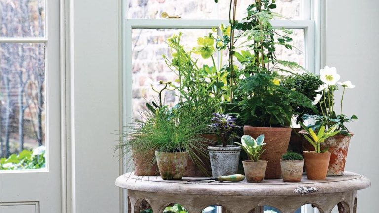 Indoor plants on a table