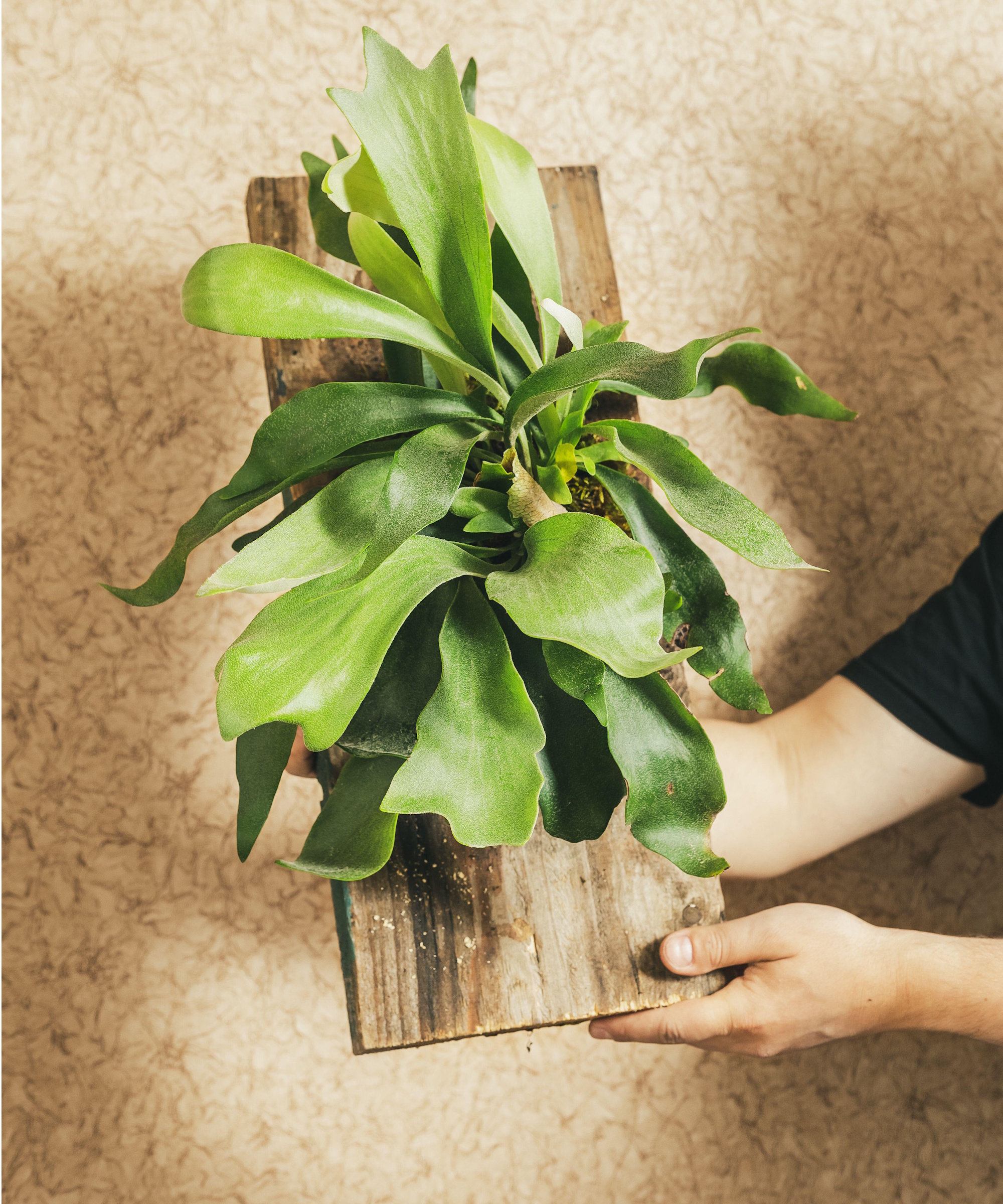 Fougère staghorn montée