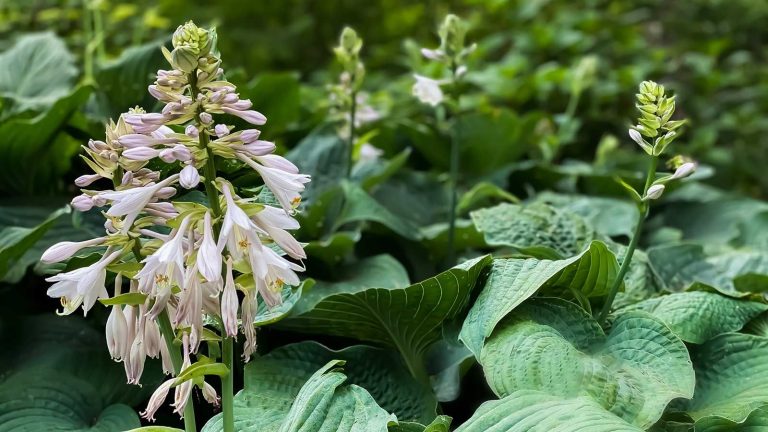 L’automne est le moment idéal pour réduire les hostas – comment les préparer et les protéger pour l’hiver hosta plant with flower