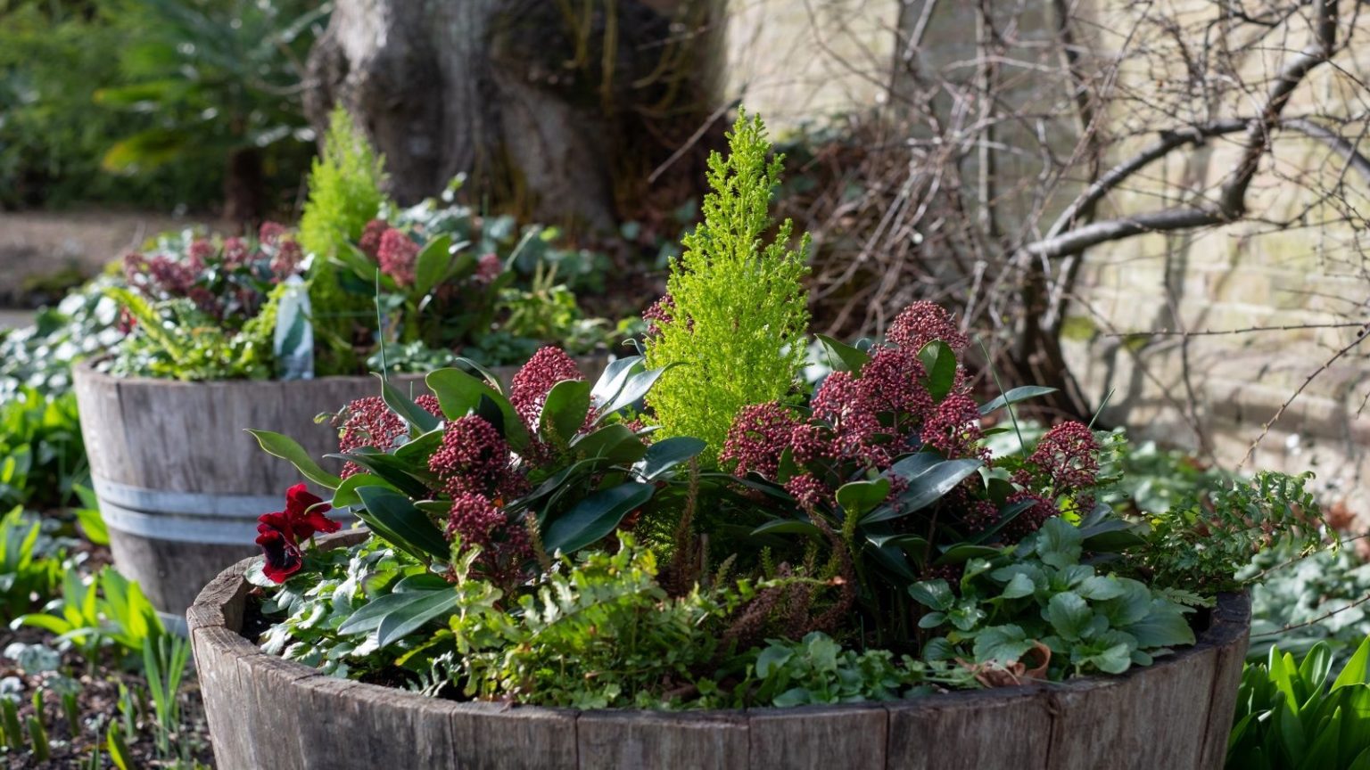 Les conteneurs commencent-ils à paraître un peu moins résistants à l’usure ? Les concepteurs de jardins partagent 5 façons simples mais élégantes de les embellir pour l’hiver A half barrel planted with winter plants including Skimmia, pansies, ferns and evergreens