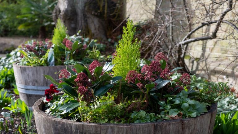 Les conteneurs commencent-ils à paraître un peu moins résistants à l’usure ? Les concepteurs de jardins partagent 5 façons simples mais élégantes de les embellir pour l’hiver A half barrel planted with winter plants including Skimmia, pansies, ferns and evergreens