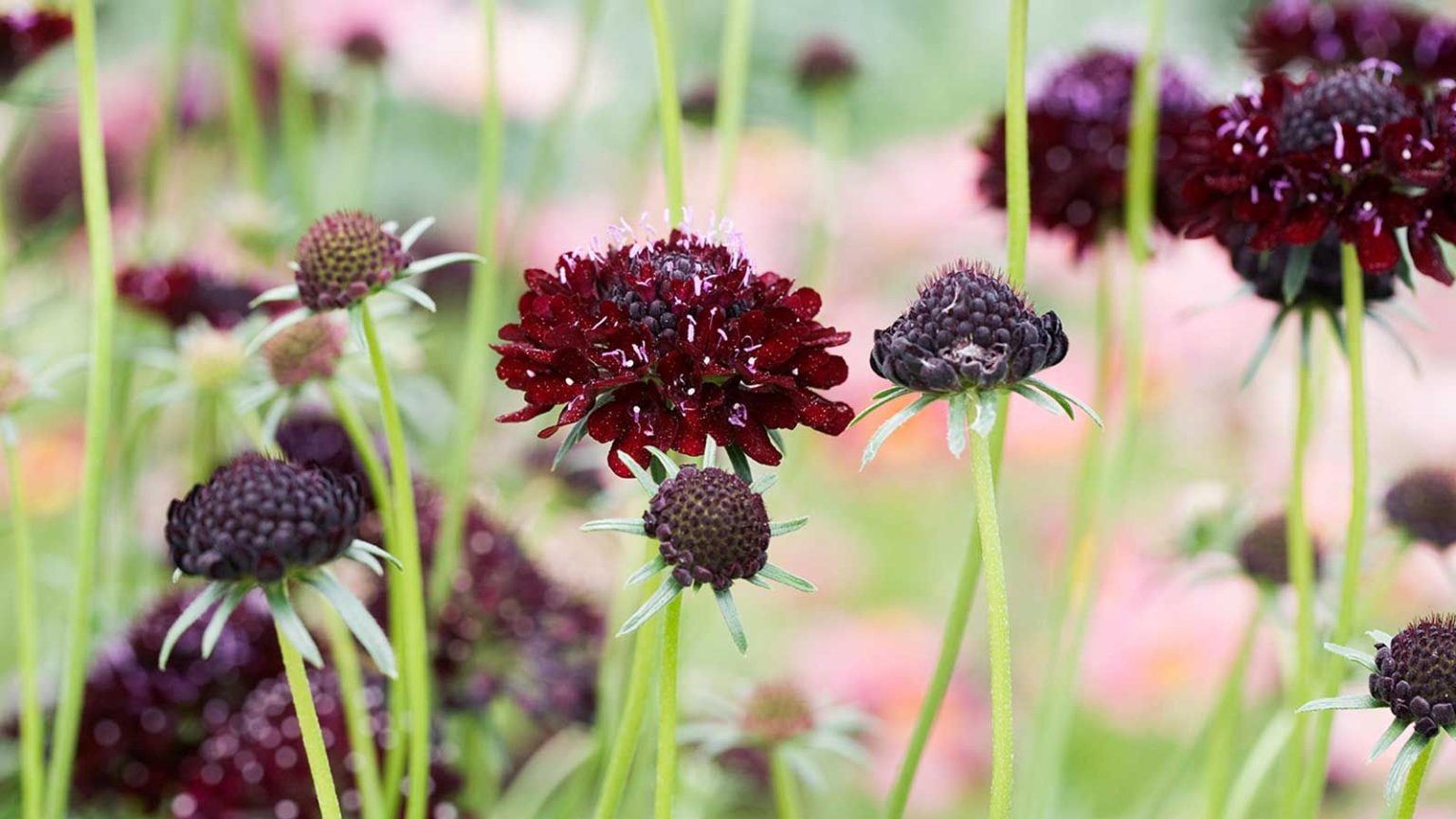 Meilleures plantes pour un jardin de coupe d’automne – Les producteurs de fleurs partagent de somptueuses sélections pour des bouquets de bricolage éblouissants dans toutes les zones de rusticité Scabiosa 'Black Knight' flowers