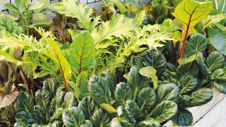 Que ce soit pour des cultures rapides ou des récoltes printanières, voici 7 légumes à planter en novembre – ainsi que les meilleures variétés à semer Mixed vegetables growing in a garden, including salad leaves, mizuna, mustard and pak choi